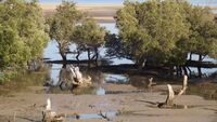 Mangrove on Westcoast Madagascar I.jpg