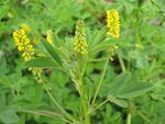 Melilotus indicus (Flower).jpg