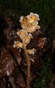 Monotropa hypopitys 040707.jpg