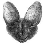 Nycteris macrotis.jpg