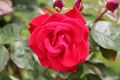 Rose Grand Hotel 20070601.jpg