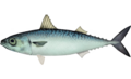 Scomber japonicus.png