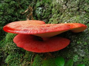 2008-08-08 Fistulina hepatica crop