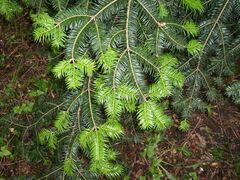 Abies holophylla foliage.JPG