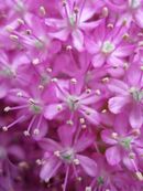 Allium Giganteum (2).jpg