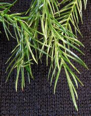 Araucaria heterophylla20090409 28.jpg