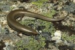 Chalcides bedriagai 01 by-dpc.jpg