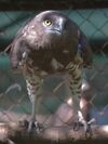 Circaetus gallicus in Kiev Zoo.jpg