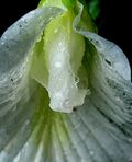 Clitoria ternatea3 fragment.jpg