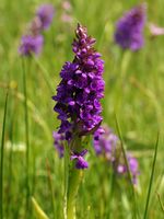 Dactylorhiza majalis (flower spike).jpg