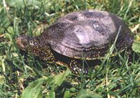 Emys orbicularis Tajba.jpg