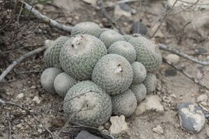 Epithelantha greggii greggii.jpg
