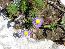 Felicia australis-P9200018.jpg