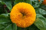 Helianthus annuus - Teddy Bear.jpg