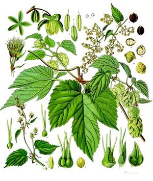 Humulus lupulus - Köhler–s Medizinal-Pflanzen-072.jpg