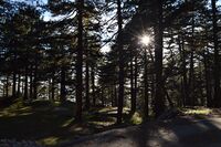 In the wood.jpg