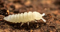 Kalaphorura burmeisteri (9764122365).jpg