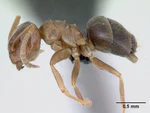 Lasius brunneus casent0172717 profile 1.jpg