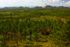 Looking towards the Maya Mountains from the fire watchtower.jpg
