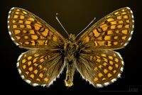 Melitaea aurelia MHNT CUT 2013 3 28 Pont Gerendoine dorsal.jpg