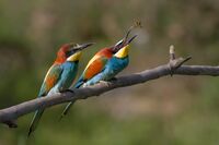 Merops apiaster 04.jpg