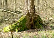 Ulmus Laevis Buttress root 107.jpg