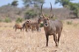 Waterbuck - Meru National Park, Kenya - 2014.JPG