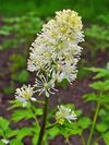 Actaea spicata 002.JPG