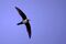 Alpine Swift.jpg