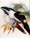 Andigena nigrirostris-Gould.jpg