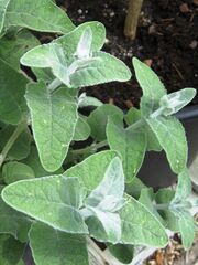 B. crispa foliage.jpg