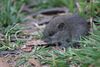 Broad toothed mouse 2.JPG