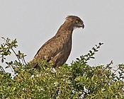 Brown Snake Eagle (Circaetus cinereus), Akagera National Park, Rwanda 1.jpg