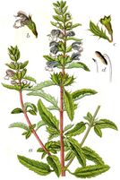 Dracocephalum moldavica Sturm28.jpg