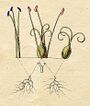 Ehret-Methodus Plantarum Sexualis-Y.jpg