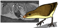 Eoaluavis LH 13500 and restoration.png