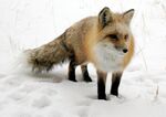 Fox in Snow.jpg