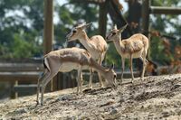 Gazela džejran (Gazella subgutturosa).jpg