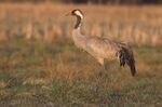 Grus grus 1 (Marek Szczepanek).jpg