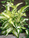 Hosta undulata001.JPG