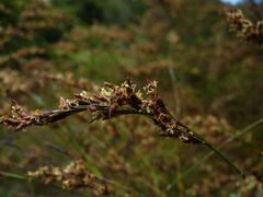 Ischyrolepis subverticillata seed head.jpg