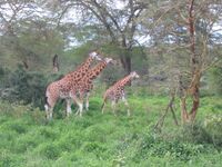Lake Nakuru (17417446).jpg
