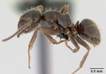 Lasius platythorax casent0172767 profile 1.jpg