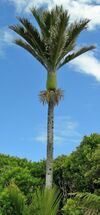 Nikau Palme 01.jpg