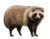 Nyctereutes viverrinus.png