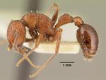 Poecilomyrma senirewae casent0101901 profile 1.jpg