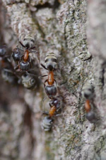 Sehr seltene Baumbewohner (7180028919).jpg