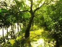 Sundarbans 02.jpg