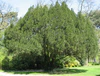 Taxus baccata01 by Line1.jpg