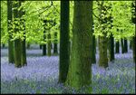 Trees and Bluebells, Dockey Wood, Ashridge - geograph.org.uk - 1516118.jpg
